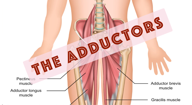 The Adductors